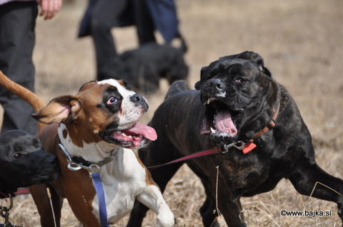 Pasje po novoletno srečanje