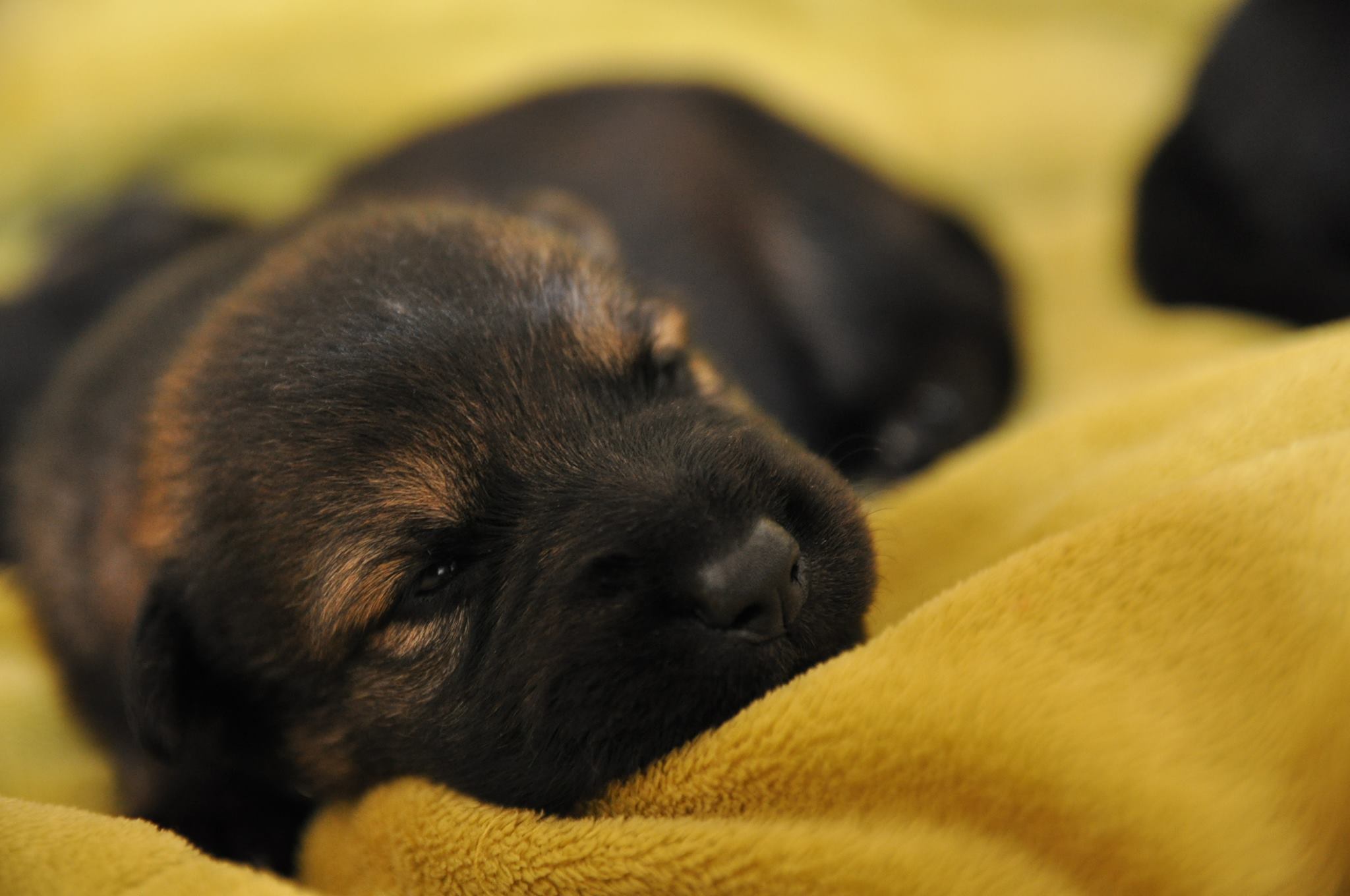 Kdaj je čas za novega mladička, če je vaš starejši pes še z vami