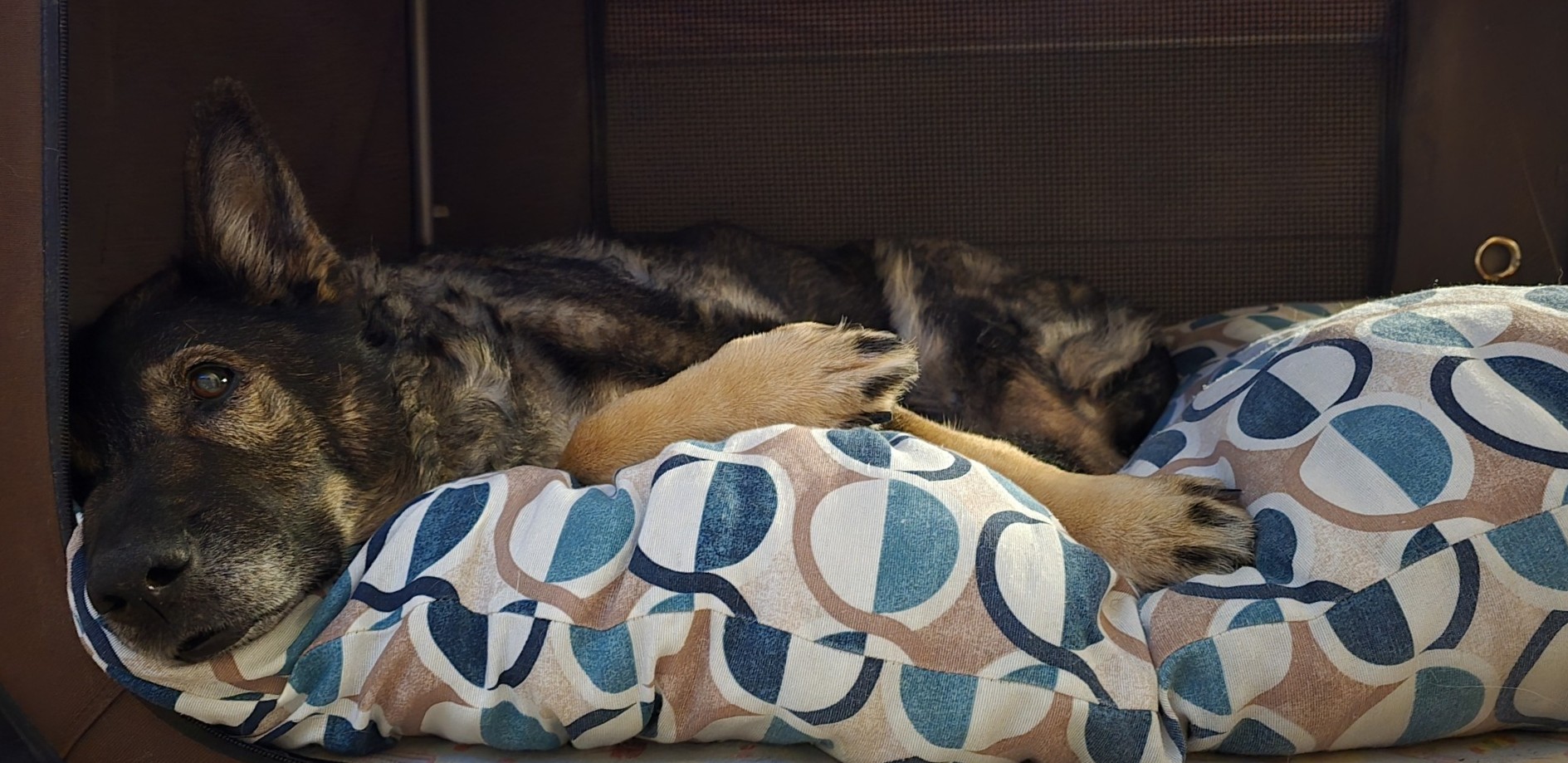 Ko se pes začne zaradi starosti spreminjati